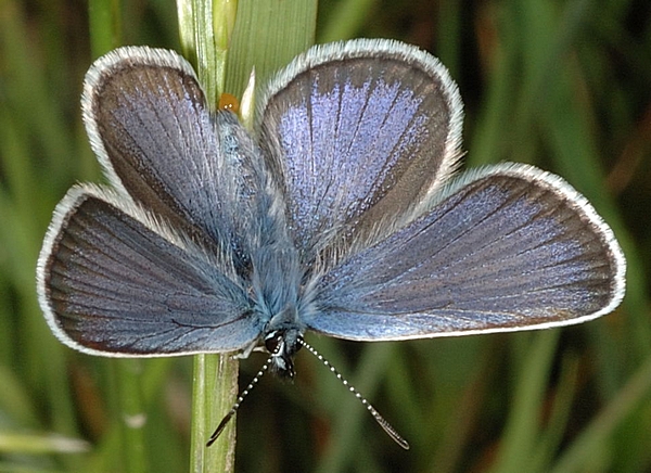 Argus-Bläuling, Plebeius argus, Männchen.