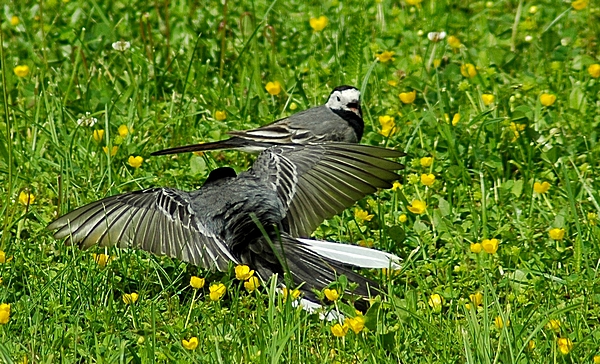 Bachstelze, Motacilla alba alba, Männchen im Prachtkleid, Revierverteidigung.