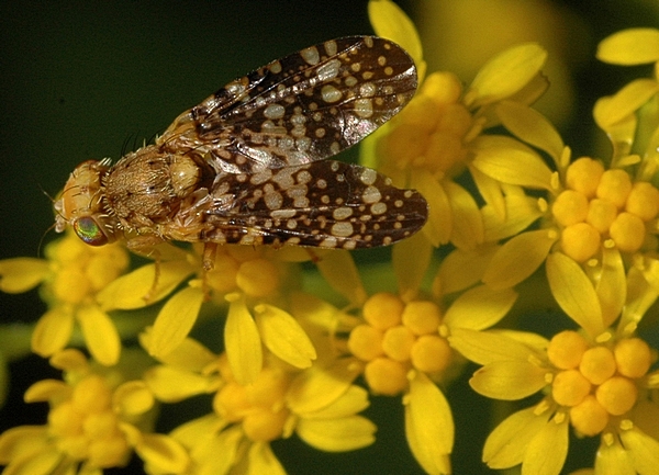 Bohrfliege, Oxyna parietina.