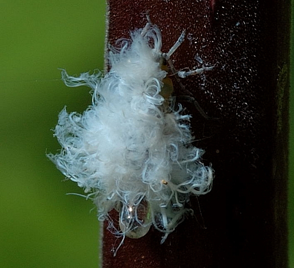 Buchenblattlaus, Phyllaphis fagi.