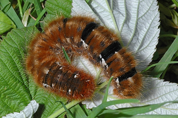 Raupe des Eichenspinners, Lasiocampa quercus.