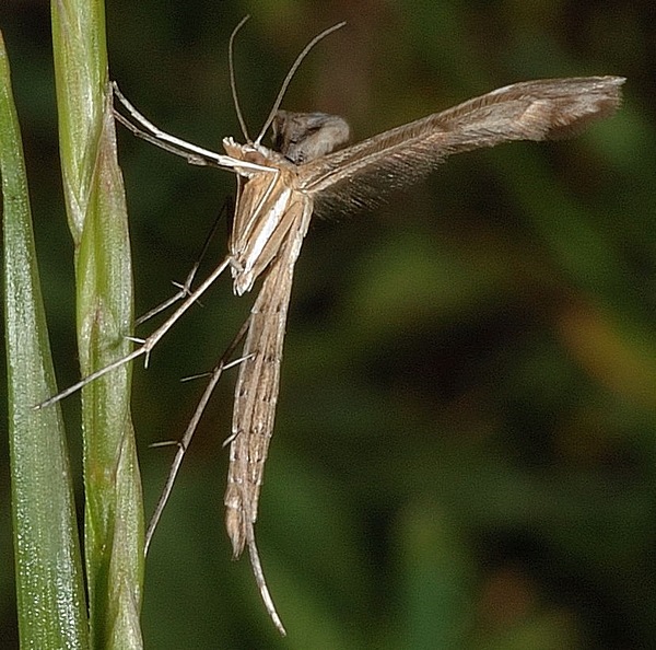 Federmotte, Euleioptilus carphodactyla.