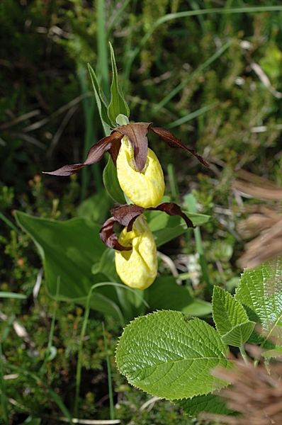 Frauenschuh, Cypripedium calceolus.