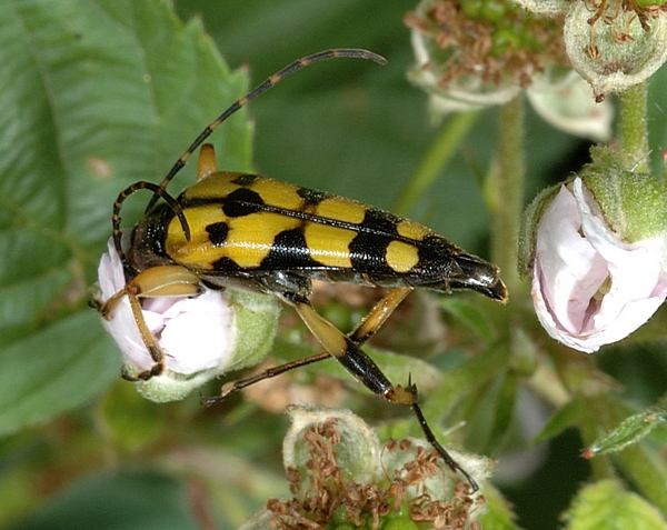 Gefleckter Schmalbock, Strangalia maculata.