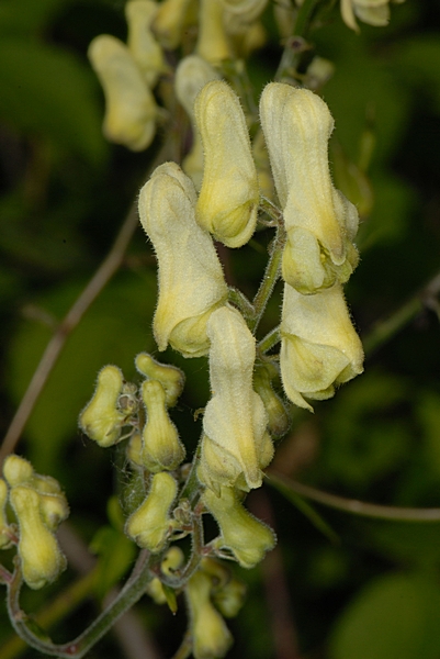 Gelber Eisenhut, Aconitum lycoctonum ssp. vulparia.