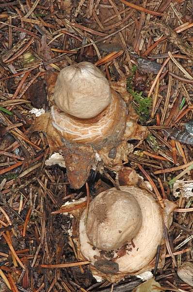 Gewimperter Erdstern, Geastrum fimbratum.