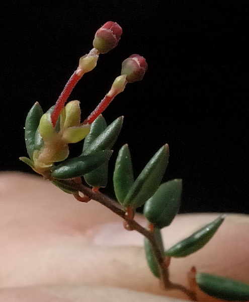 Gewöhnliche Moosbeere, Vaccinium oxycoccos.