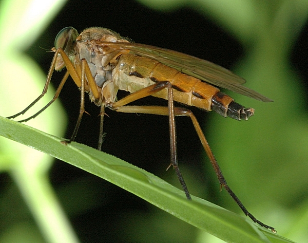 Goldgelbe Schnepfenfliege, Rhagio tringarius.