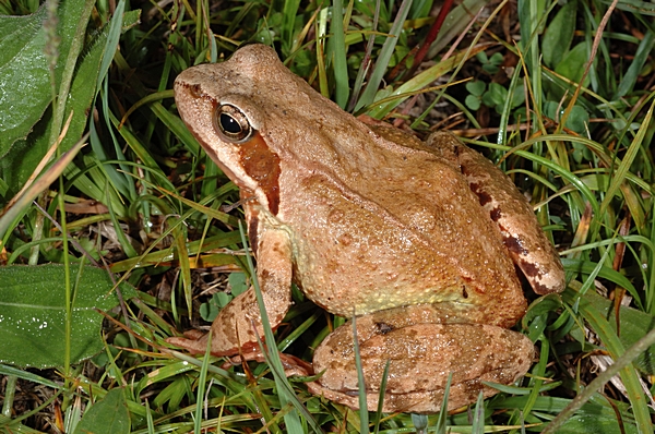 Grasfrosch, Rana temporaria.