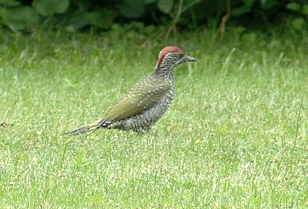 Grünspecht, Picus viridis, im Jugendkleid.