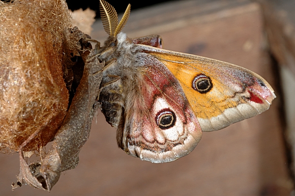 Kleines Nachtpfauenauge, Saturnia pavonia, Männchen.