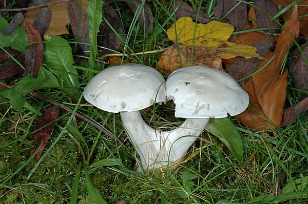 Mehlräsling, Clitopilus prunulus.