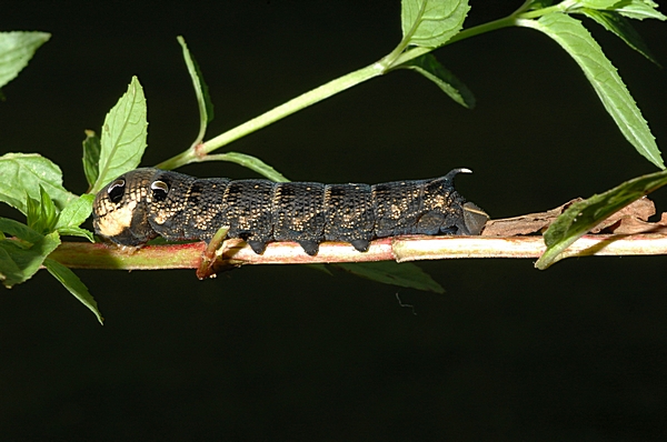 Raupe des Mittlerern Weinschwärmers, Deilephila elpenor.