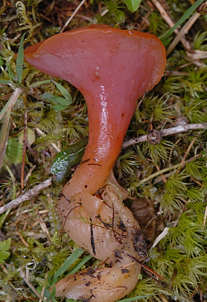 Rötlicher Gallerttrichter, Tremiscus helvelloides.