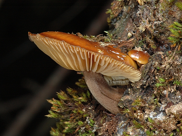 Samtfußrübling, Flammulina velutipes.