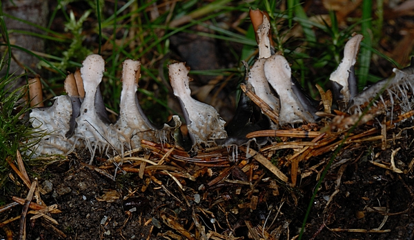 Schildflechte, Peltigera polydactylon, Fruchtkörper-Unterseite.