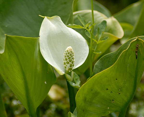 Schlangenwurz, Drachenwurz, Calla palustris.