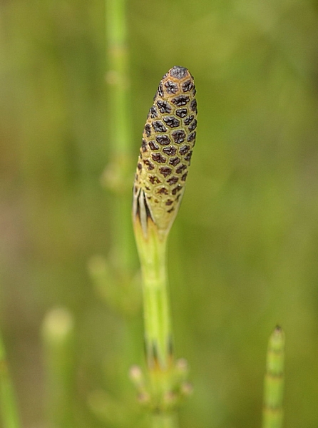 Sumpfschachtelhalm, Equisetum palustre, Frühjahrestrieb, Ähre.