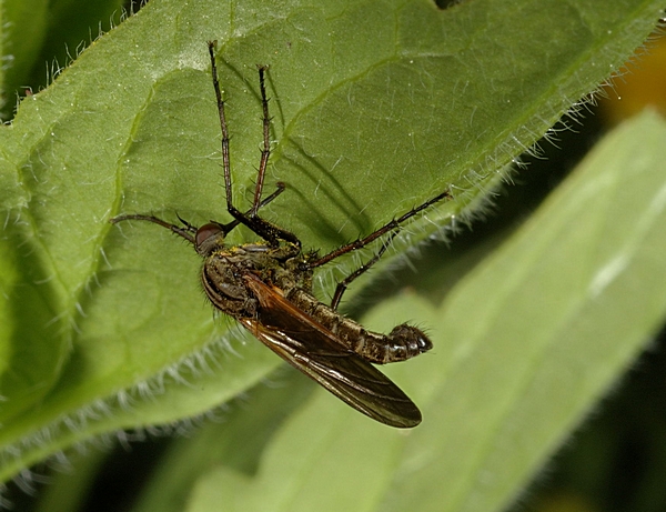 Tanzfliege, Empis tesselata, Männchen.