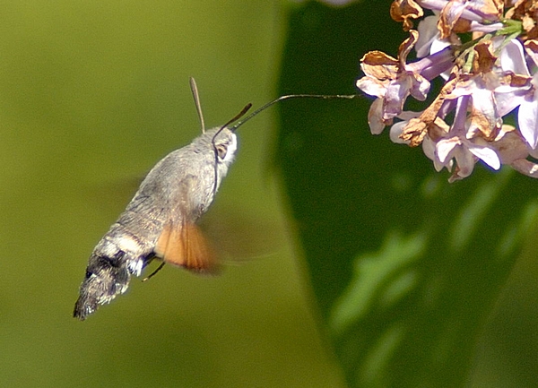 Taubenschwänzchen, Macroglossum stellatarum.