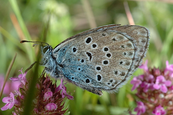 Thymian-Ameisenbläuling, Maculinea arion, Unterseite eines Männchens.