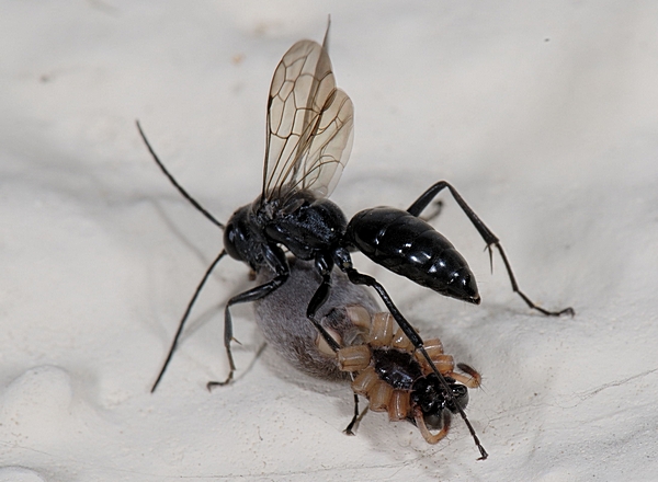 Tönnchenwespe, Wegwespe, Auplopus carbonarius mit einer Spinne als Beute.