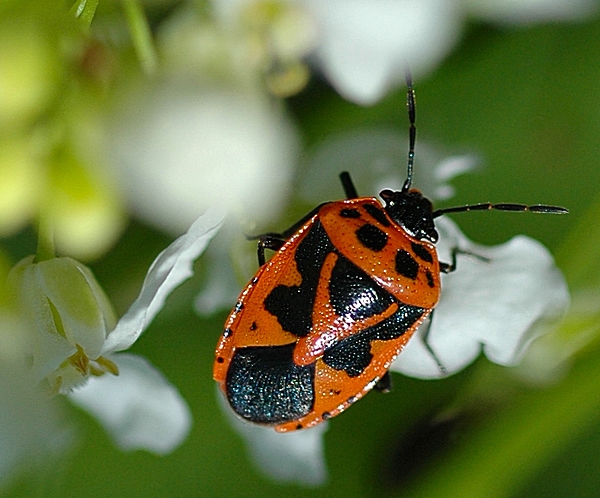 Zierliche Gemüsewanze, Eurydema dominulus.