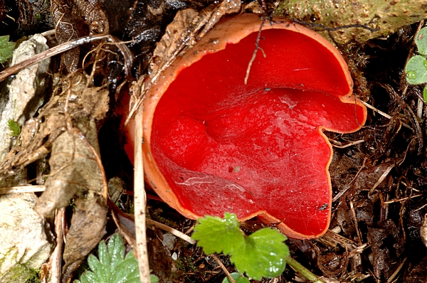 Zinnoberroter Kelchbecherling, Sarcoscypha coccinea.