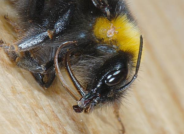 Erdhummel.