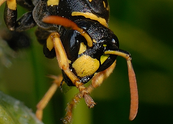 Französische Feldwespe.