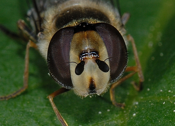 Frühe Großstirnschwebfliege .