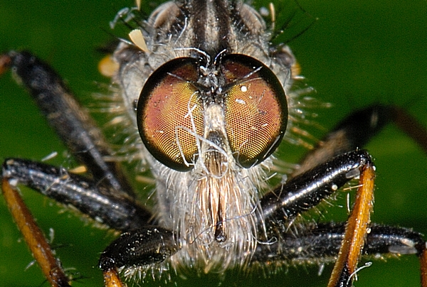 Garten-Raubfliege.