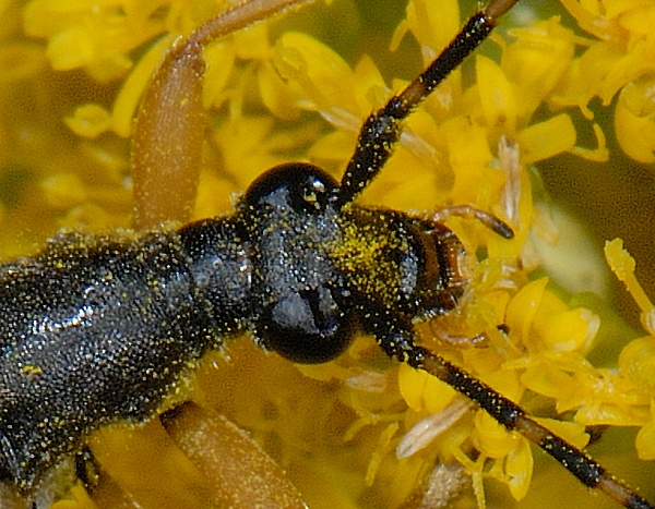 Gefleckter Schmalbock.