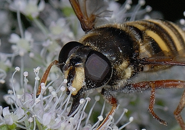 Gelbband-Torfschwebfliege.