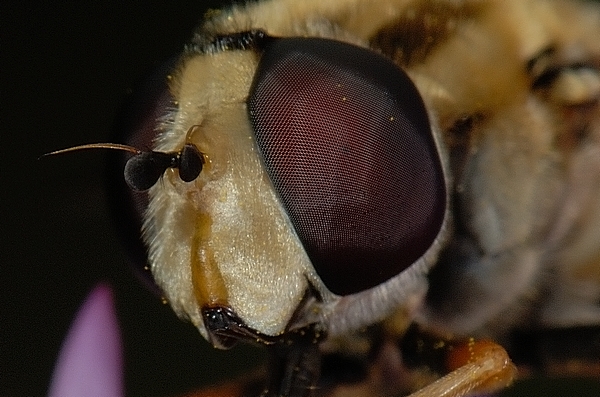 Gemeine Sumpfschwebfliege.