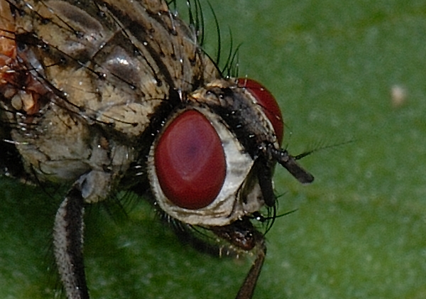 Muscidae sp.