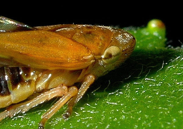 Neophilaenus sp.