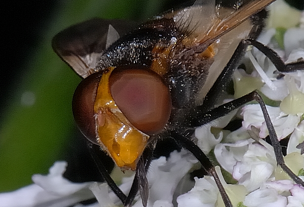 Waldschwebfliege.