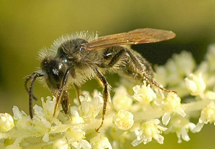 Andrena minutula, Sandbiene, Nektar leckend.jpg