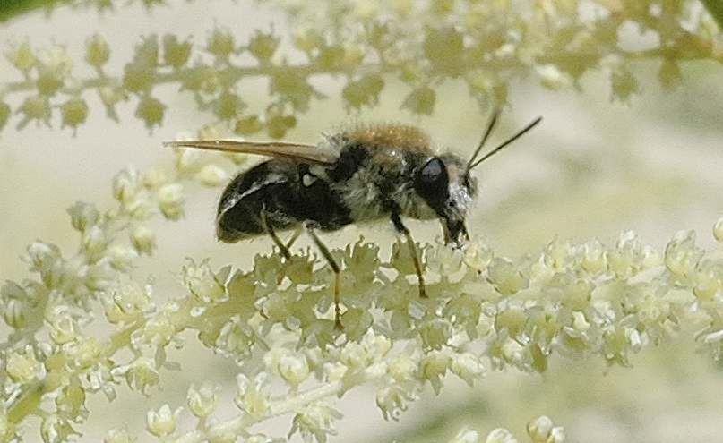 Andrena minutula, Sandbiene, Seite und vorne.jpg