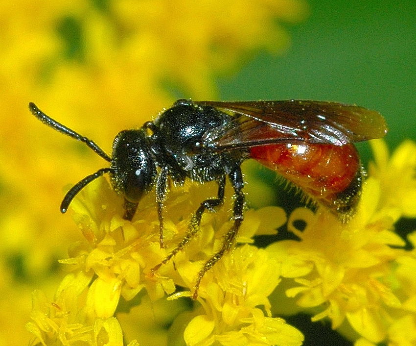 Blutbiene, Sphecodes sp., seitliches Makro.jpg