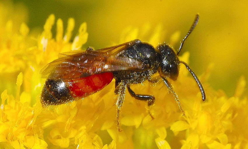 Blutbiene, Sphecodes sp., seitliches S-Makro.jpg