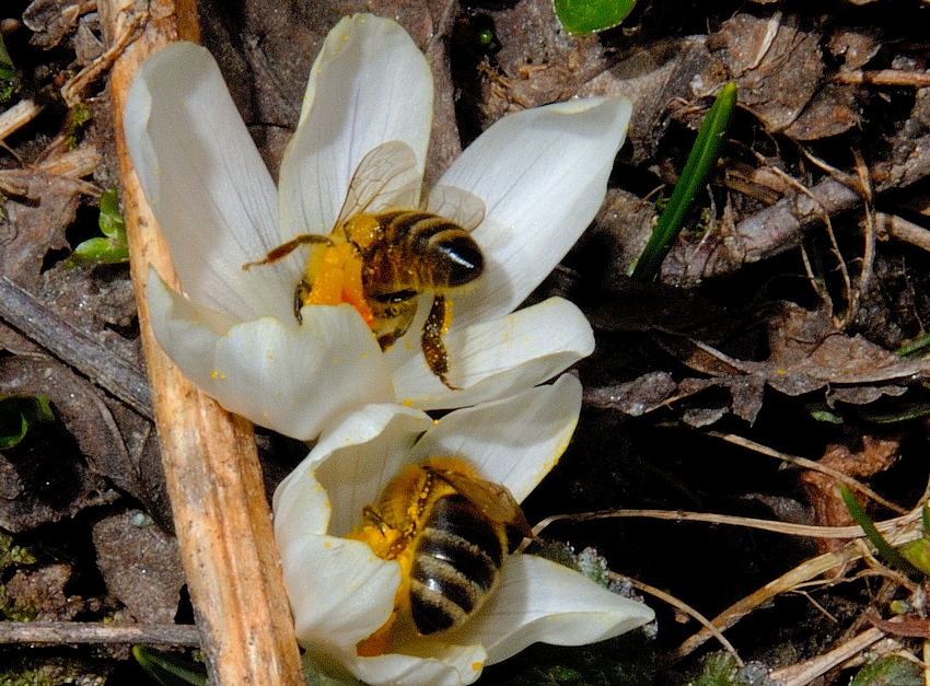 Frühlingskrokus, Crocus vernus, mit Honigbienen Apis mellifera.jpg