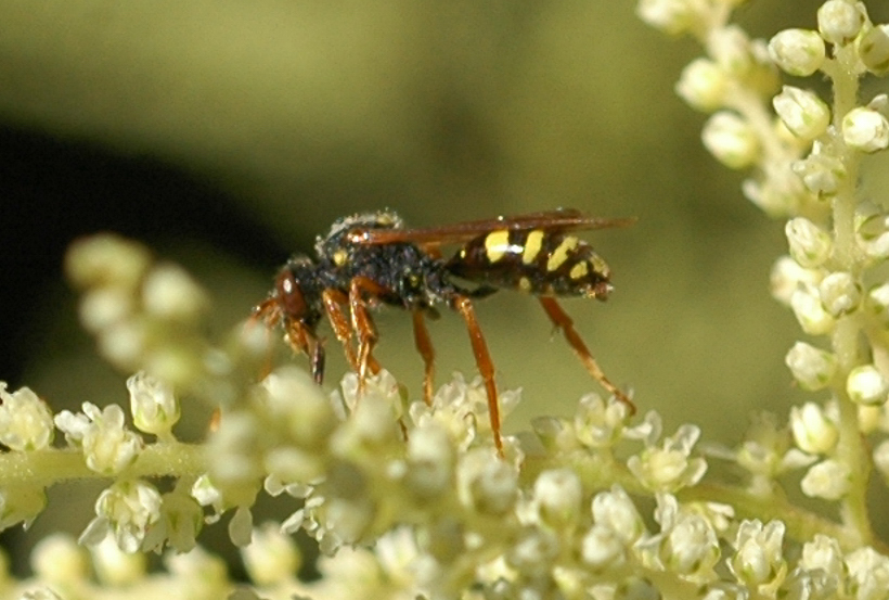 Kuckucksbiene,-Wespenbiene, Nomada_spec._seitlich.jpg