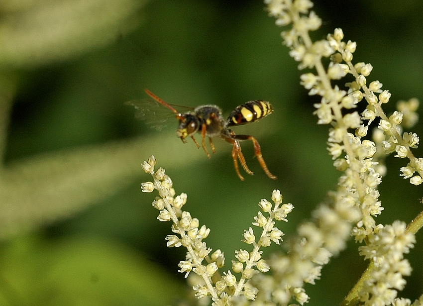 Kuckucksbiene,-Wespenbiene, Nomada_spec._Wegflug-vom-Geißbar.jpg