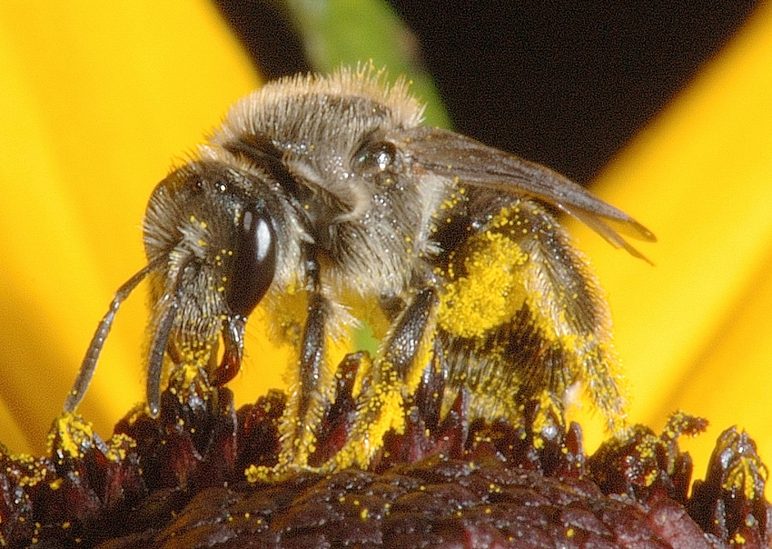 Sandbiene, Andrena sp, Makro, mit Pollen beladen.jpg