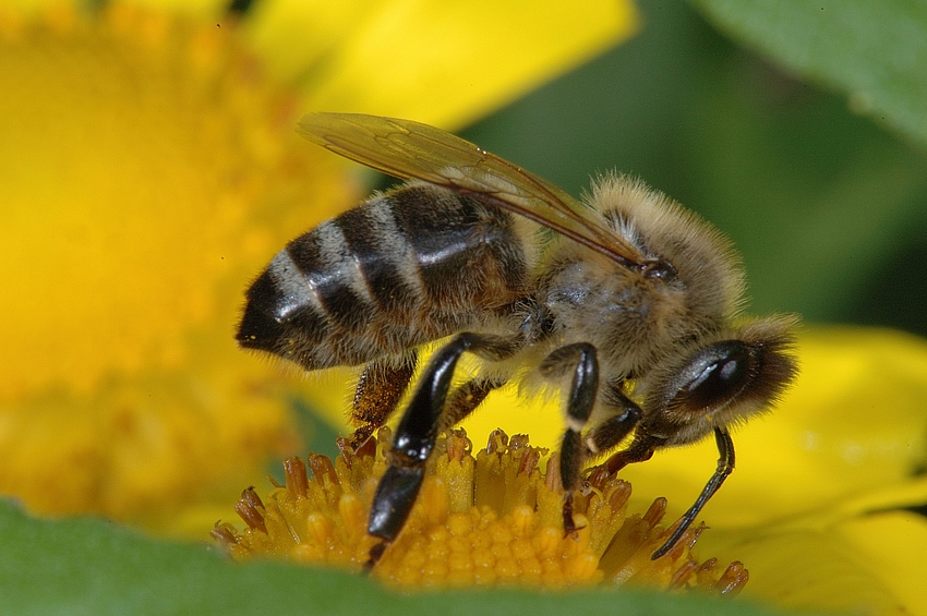 Sandbiene, Andrena sp, Makro.jpg