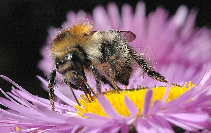 Ackerhummel, Bombus pascuorum, Makro Kopf-Seite-Bauch.jpg