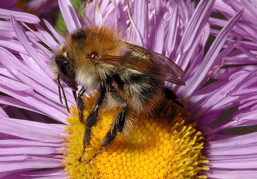 Ackerhummel, Bombus pascuorum, von linker Seite Nektaraufnah.jpg