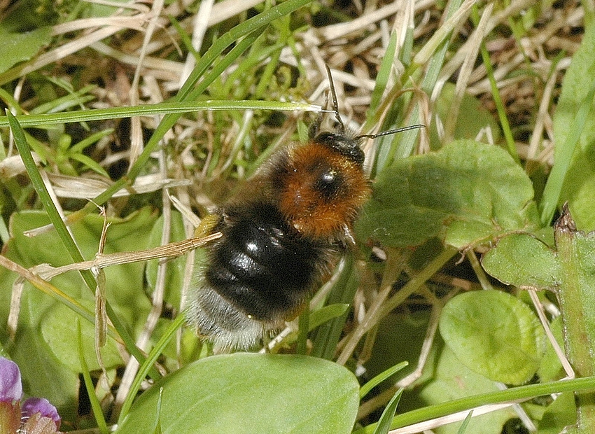 Baumhummel, Bombus hypnorum, von oben.jpg